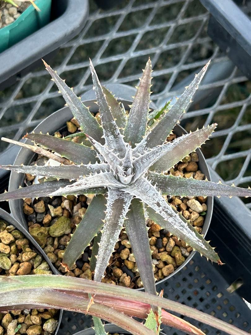 MRB ディッキア Dyckia まとめ売り MRB棚3番 10株