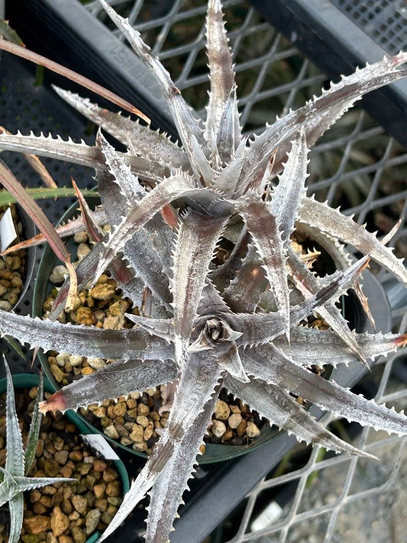 MRB ディッキア Dyckia まとめ売り MRB棚3番 10株