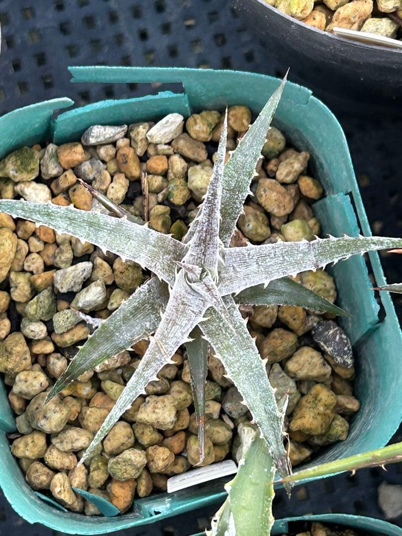 MRB ディッキア Dyckia まとめ売り MRB棚3番 10株