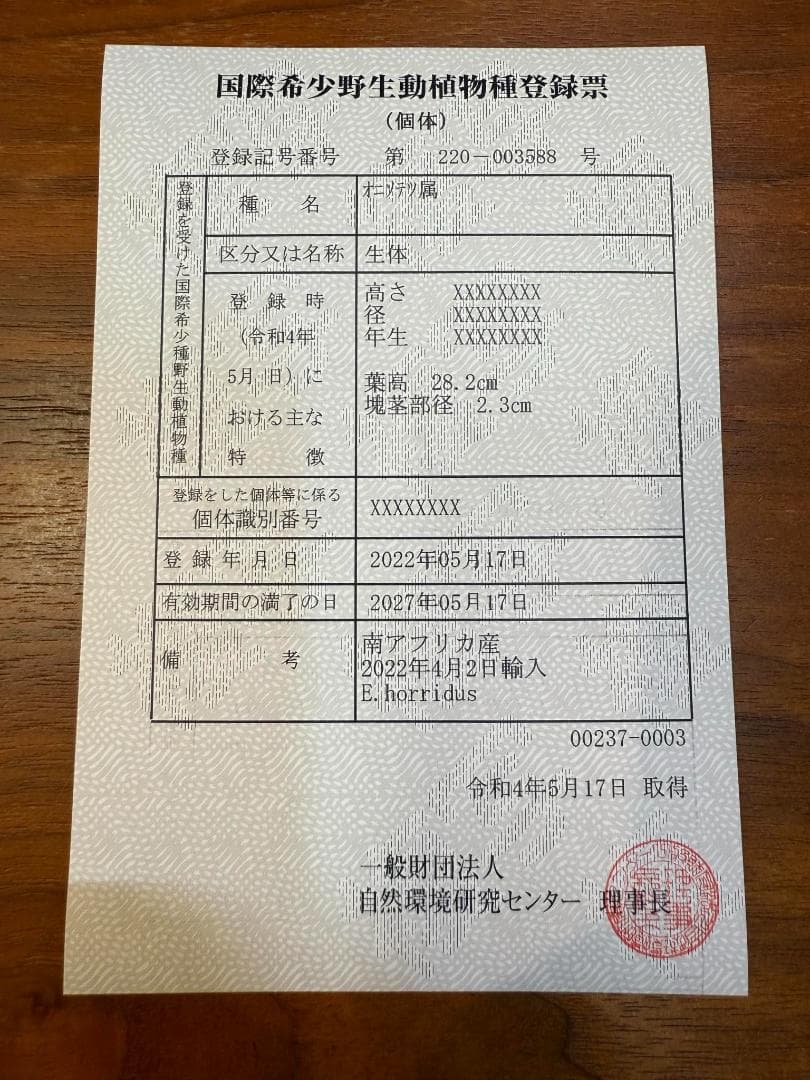 エンセファラルトス ホリダス