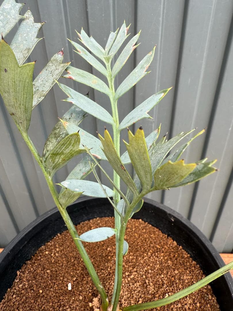 エンセファラルトス ホリダス