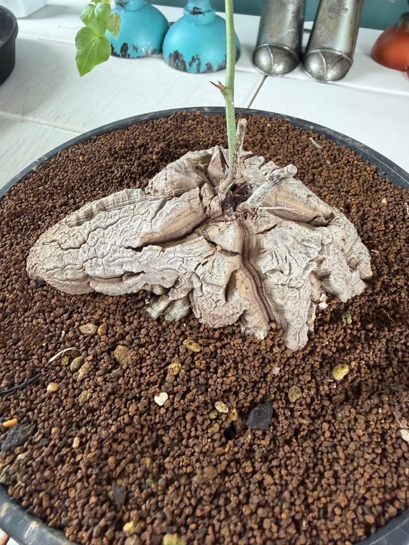 【タイムセール】アフリカ亀甲竜 / 塊根 コーデックス 多肉 冬型