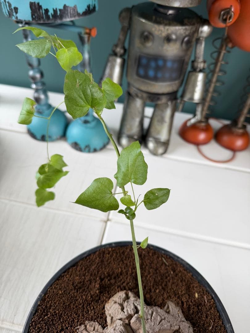 【タイムセール】アフリカ亀甲竜 / 塊根 コーデックス 多肉 冬型