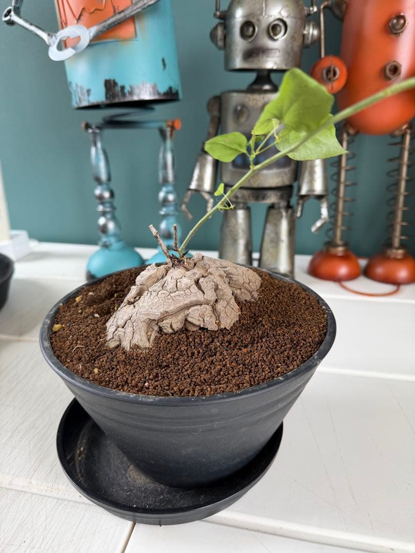 【タイムセール】アフリカ亀甲竜 / 塊根 コーデックス 多肉 冬型