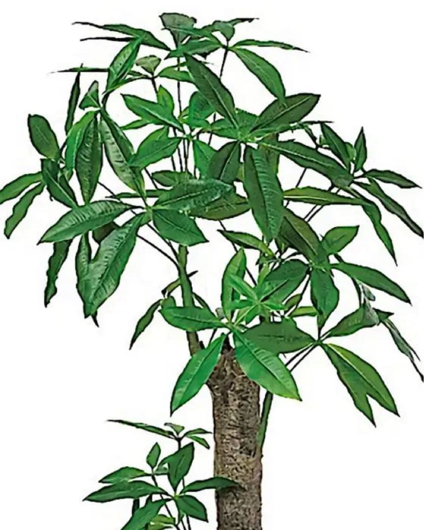 光触媒　人工観葉植物　ウォールグリーン　フェイクグリーン　太パキラ150