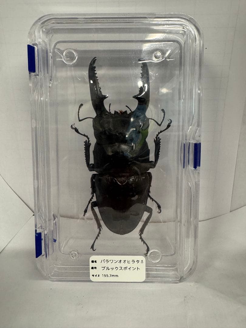 超大型　パラワンオオヒラタ♂ 標本 110mm