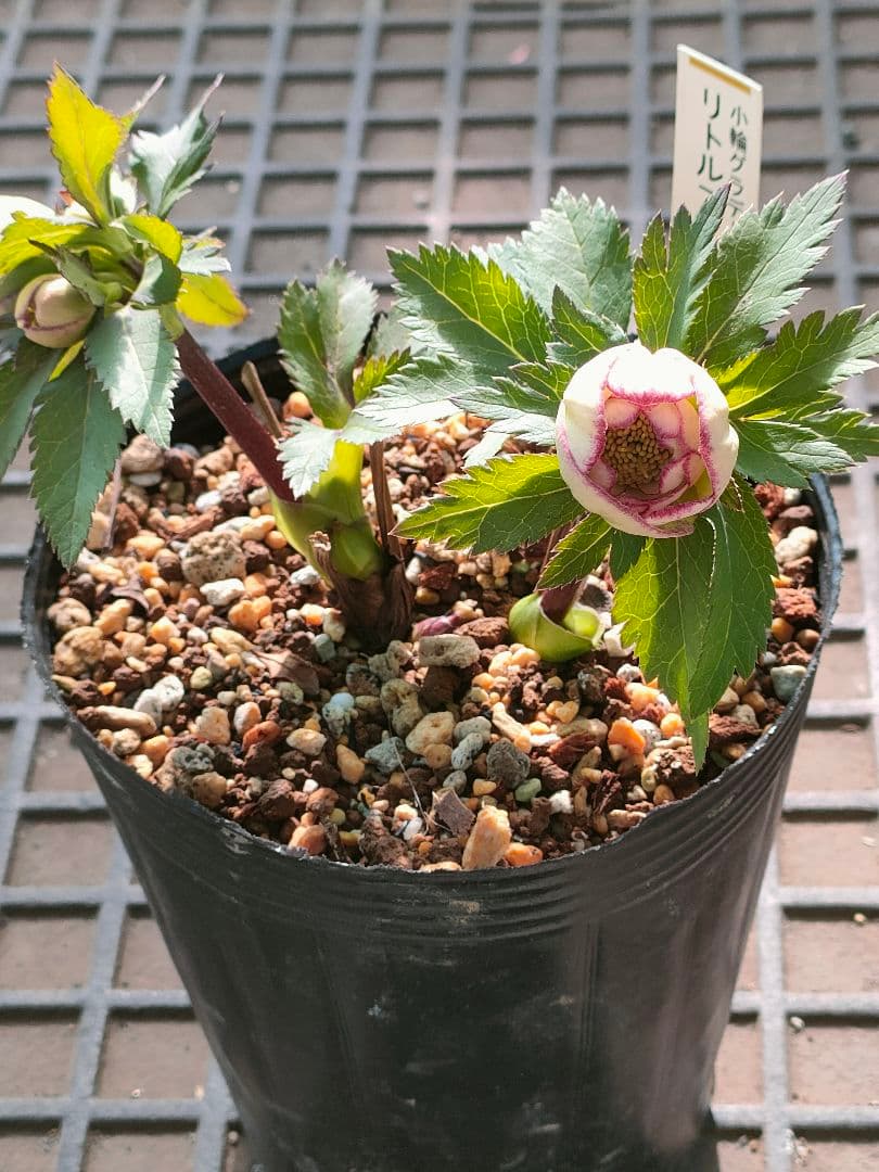 クリスマスローズ　苗