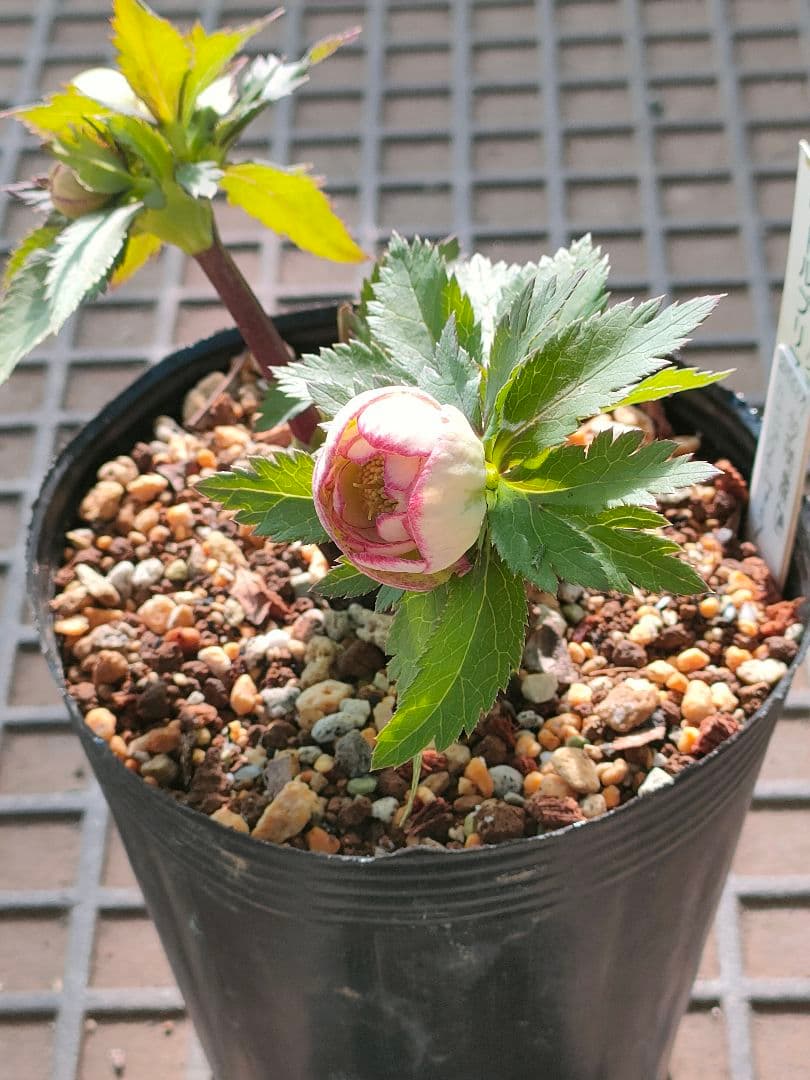 クリスマスローズ　苗