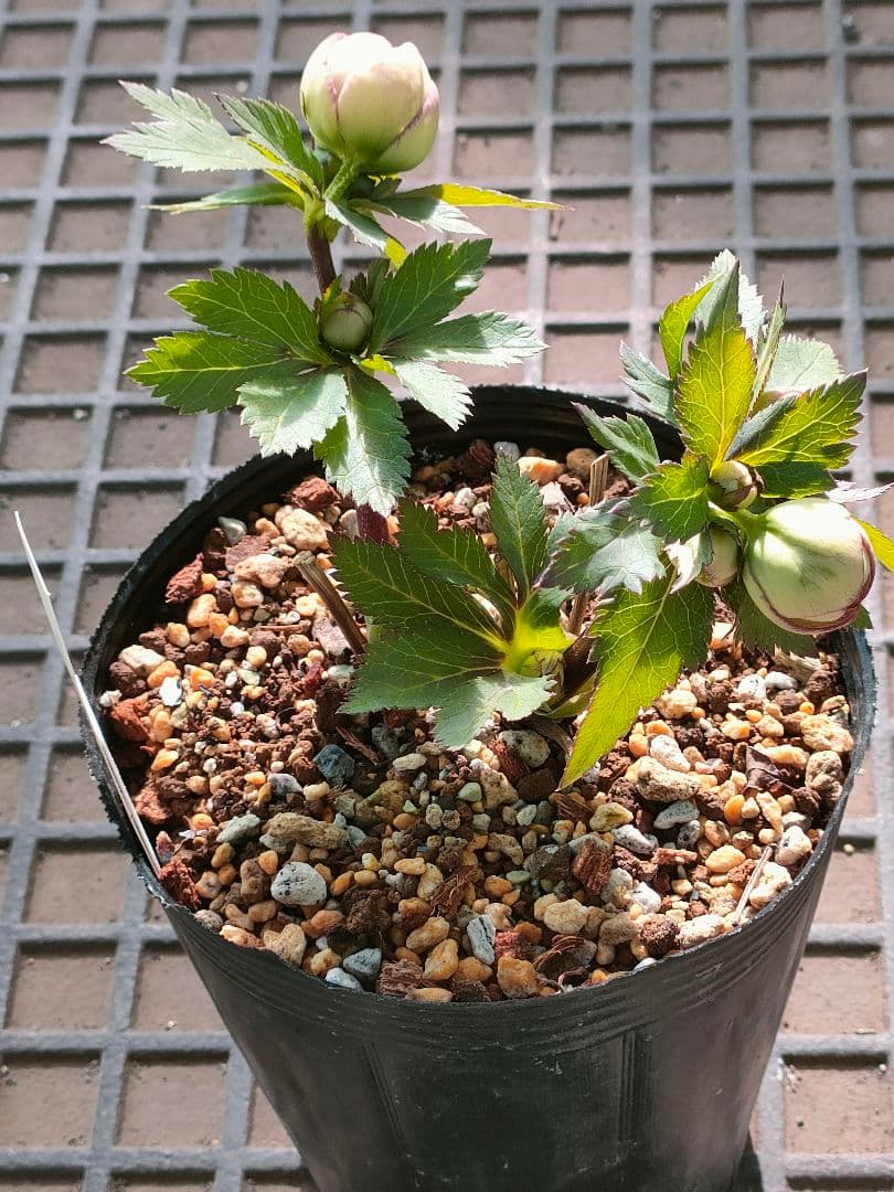 クリスマスローズ　苗