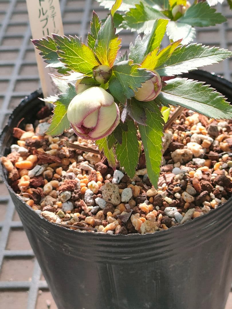 クリスマスローズ　苗