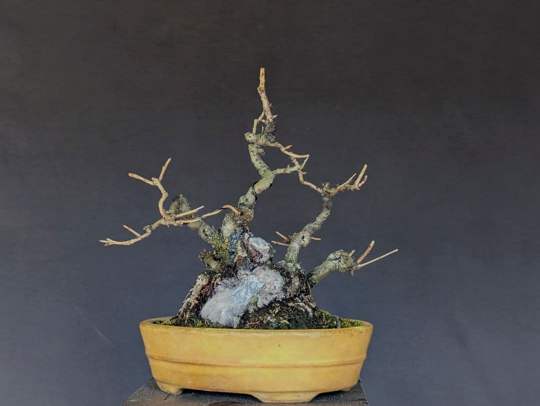 富士桜 フジザクラ 小品盆栽 ミニ盆栽