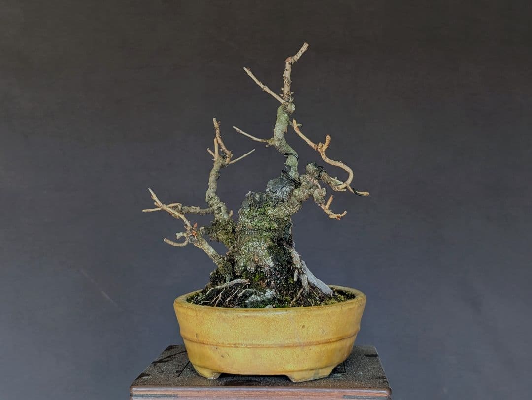 富士桜 フジザクラ 小品盆栽 ミニ盆栽