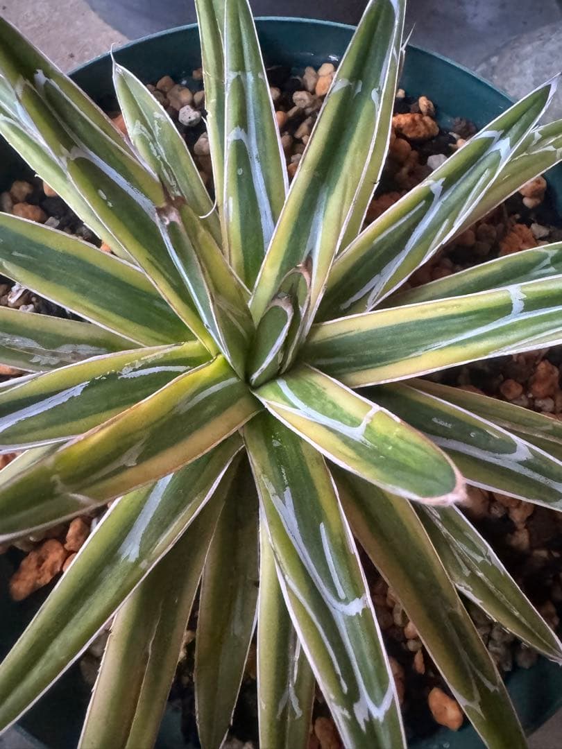 Agave victoriae-reginae 「special」 235