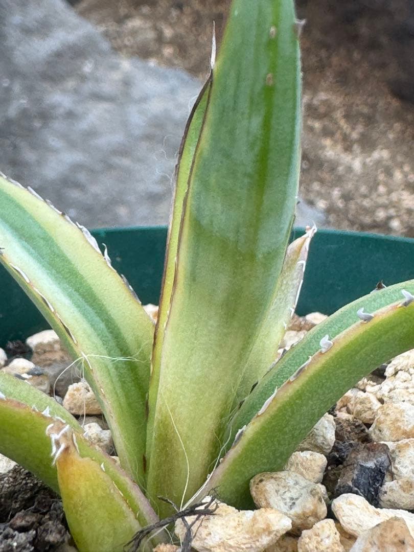 Agave victoriae-reginae 「special」 235