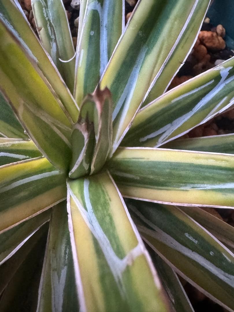 Agave victoriae-reginae 「special」 235