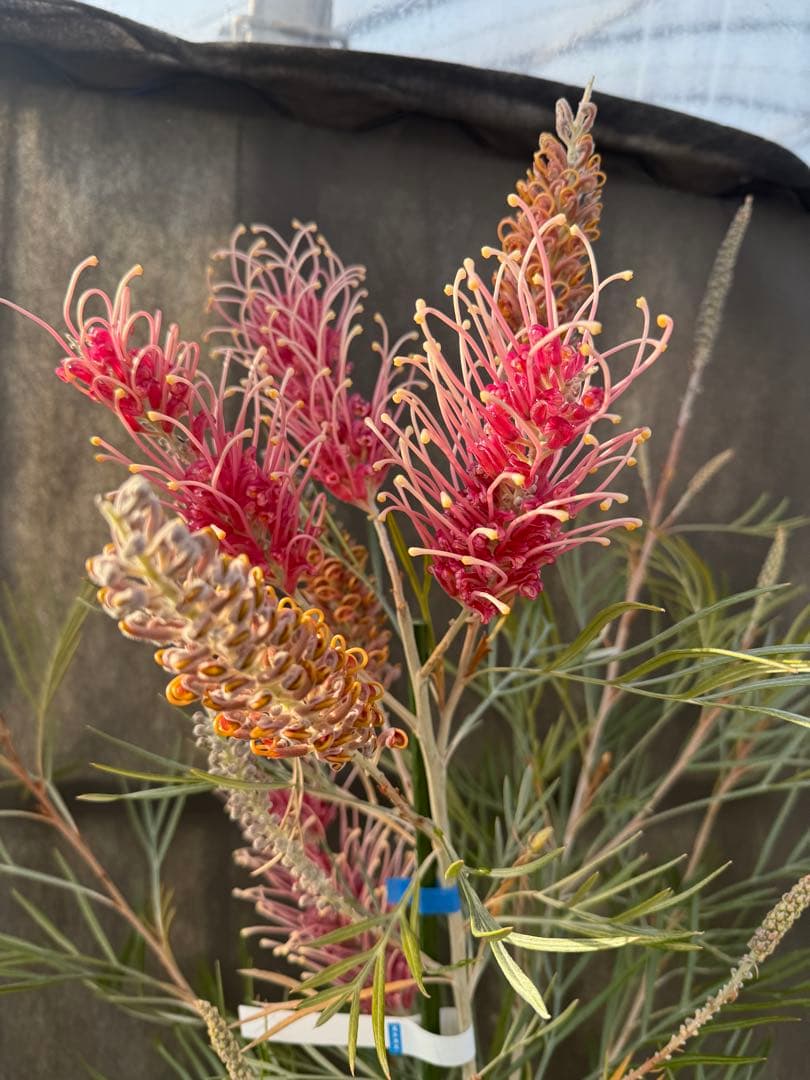 【花芽付き・大株】グレビレア ピンクサプライズ 7号鉢 高さ約180cm 希少