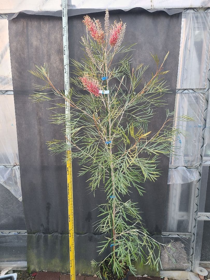 【花芽付き・大株】グレビレア ピンクサプライズ 7号鉢 高さ約180cm 希少