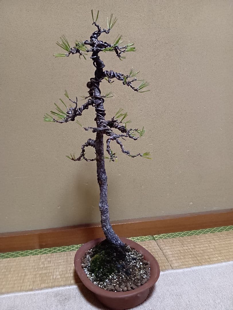 黒松文人盆‼️値下げ‼️