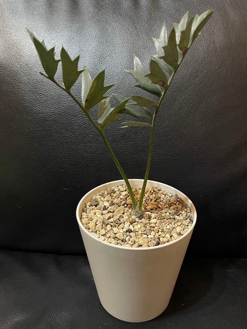 エンセファラルトス ホリダス 【南アフリカ産】