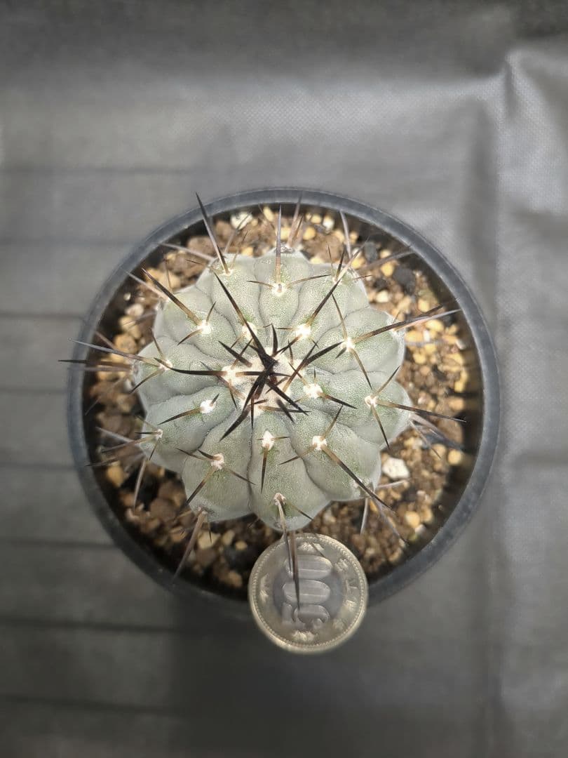 現地球　輸入株　カキコ　Copiapoa　コピアポア シネレア　黒王丸
