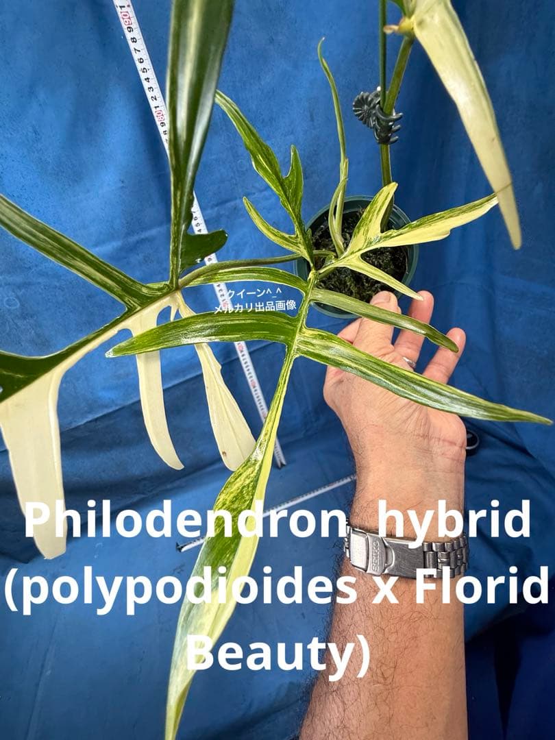 902 斑入P.(polypodioides x Florida Beauty)