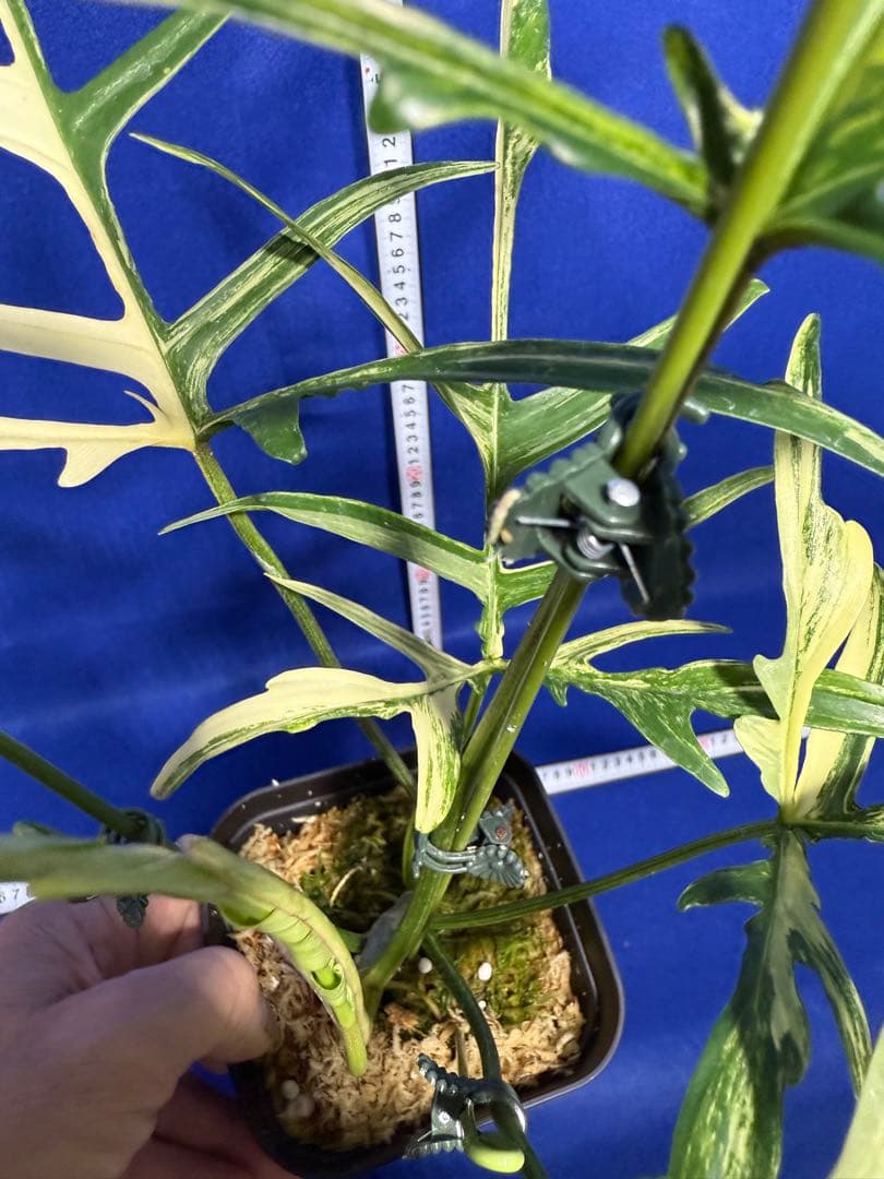 902 斑入P.(polypodioides x Florida Beauty)