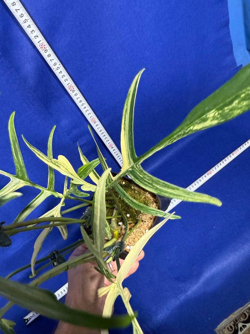 902 斑入P.(polypodioides x Florida Beauty)