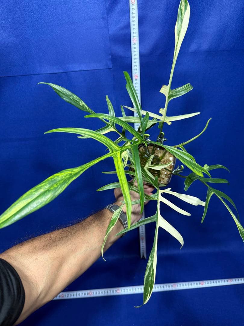 902 斑入P.(polypodioides x Florida Beauty)