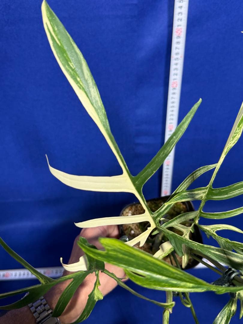 902 斑入P.(polypodioides x Florida Beauty)