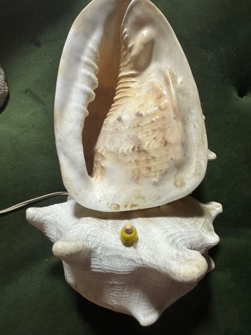 貝殻　本物　ライト入り