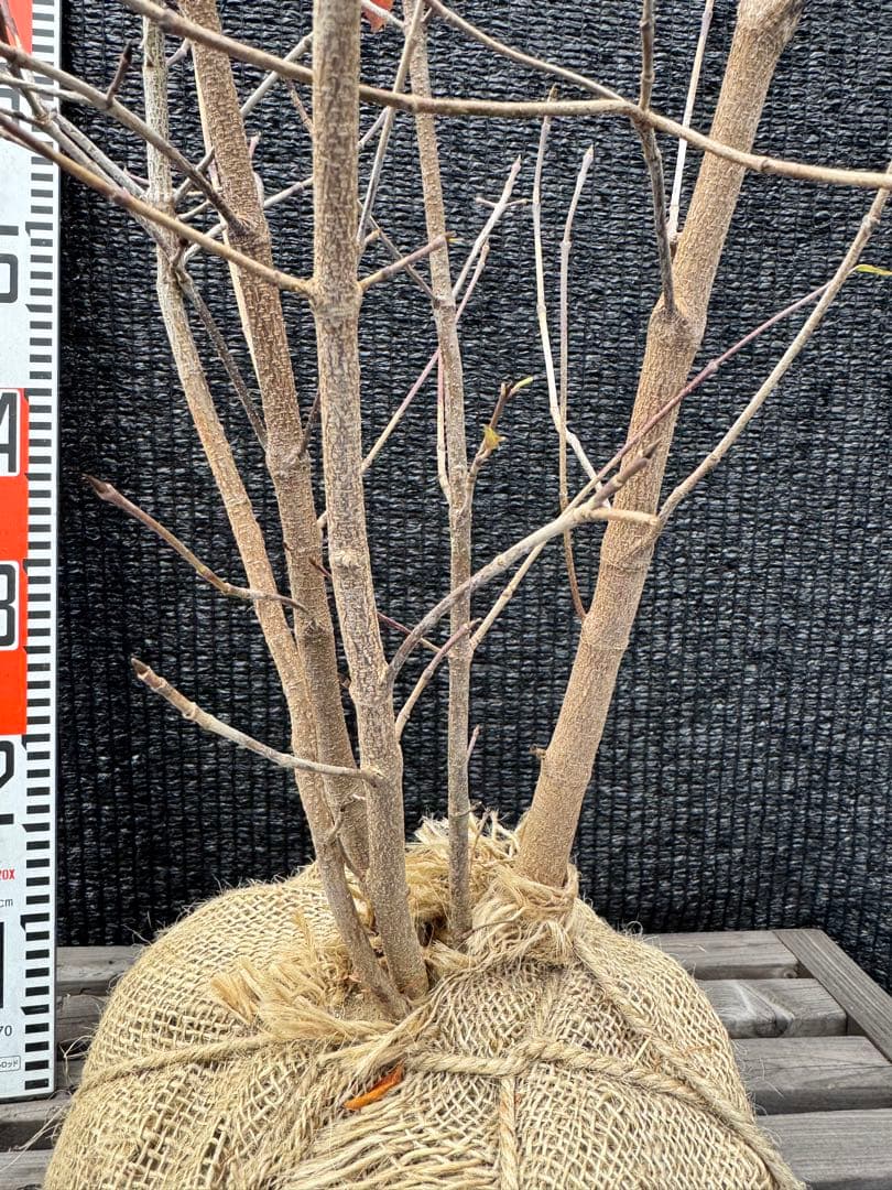 ヤマボウシ　株立ち　【品番3493】