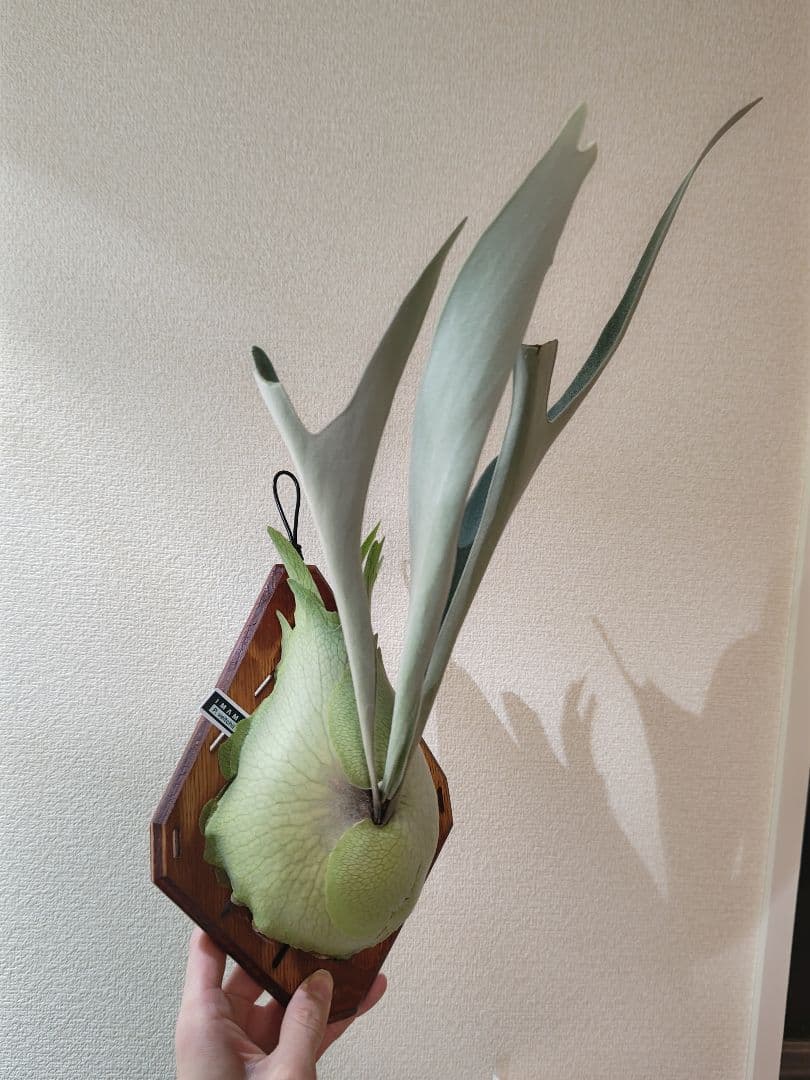 ビカクシダ　ベイチー