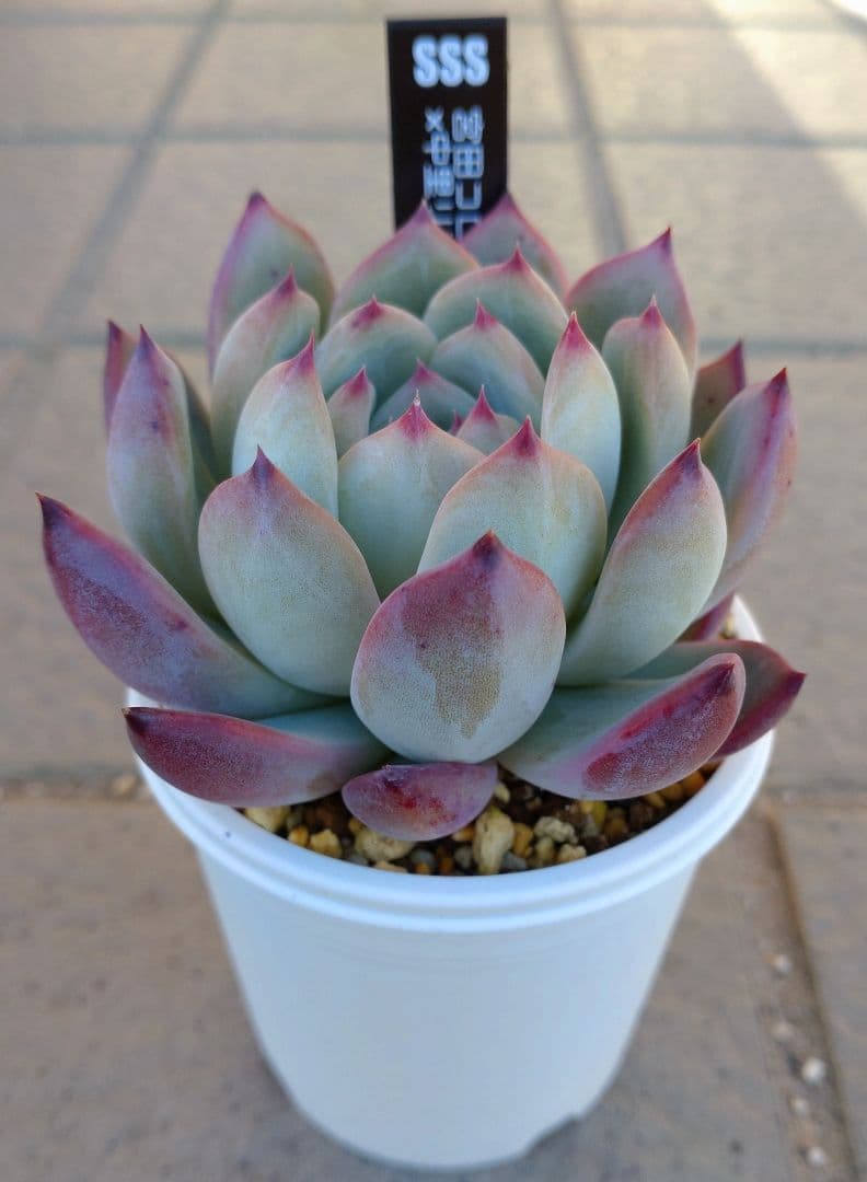 【N-多肉♡】宮田コロラータ×中里リンゼアナ　札付き　メルカリ便