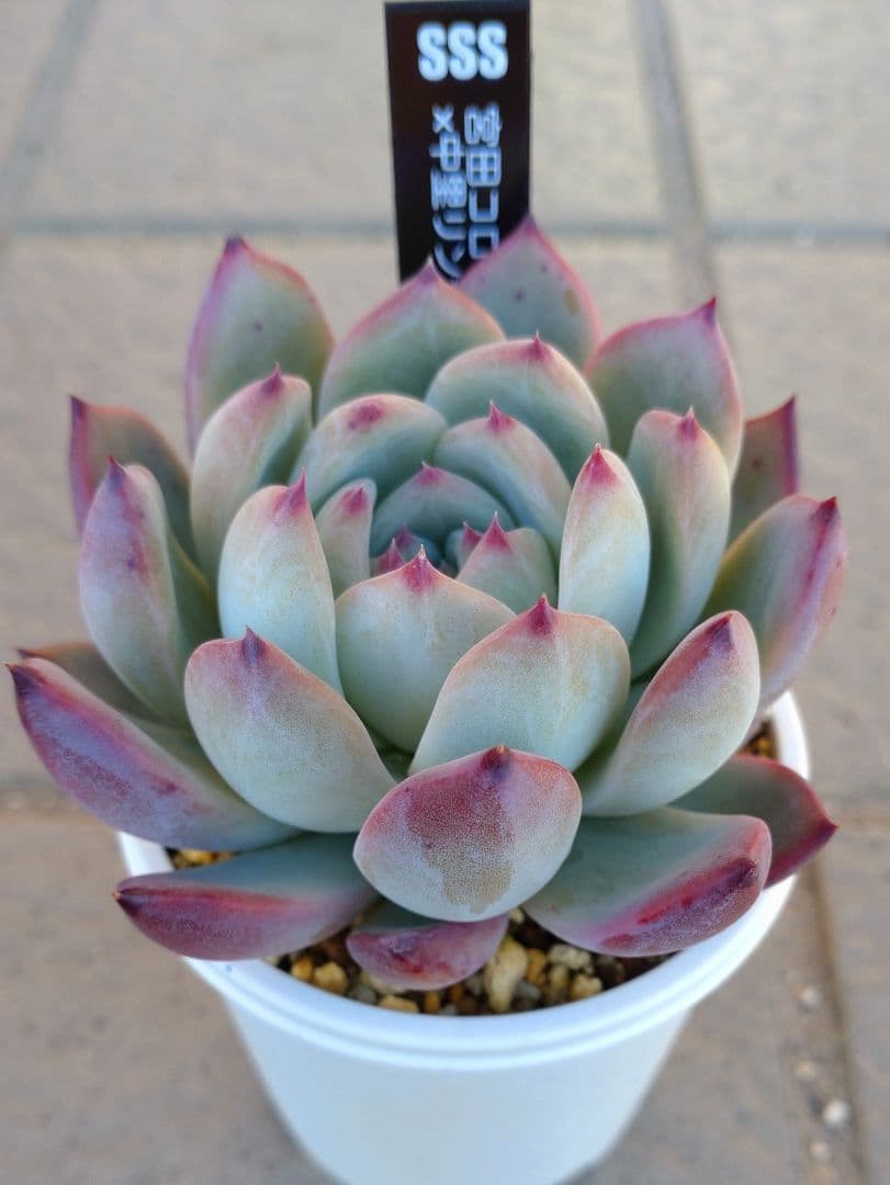 【N-多肉♡】宮田コロラータ×中里リンゼアナ　札付き　メルカリ便