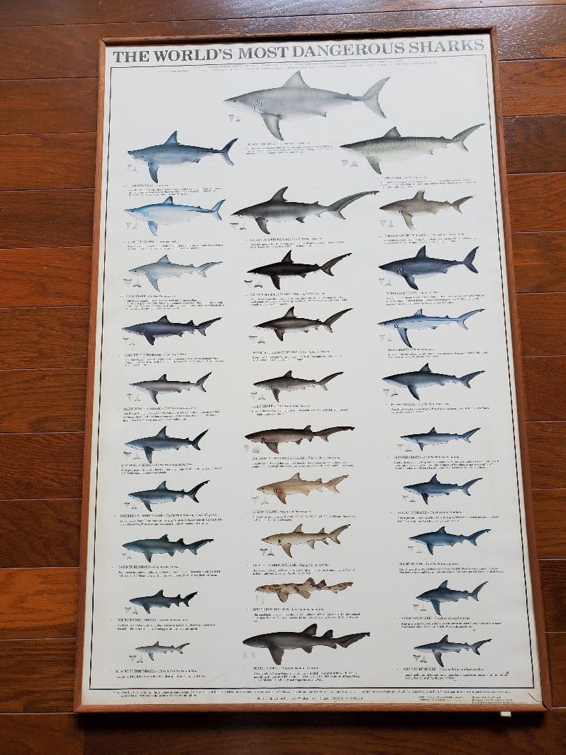 ★レア★THE WORLD MOST DANGEROUS SHARKS ポスター