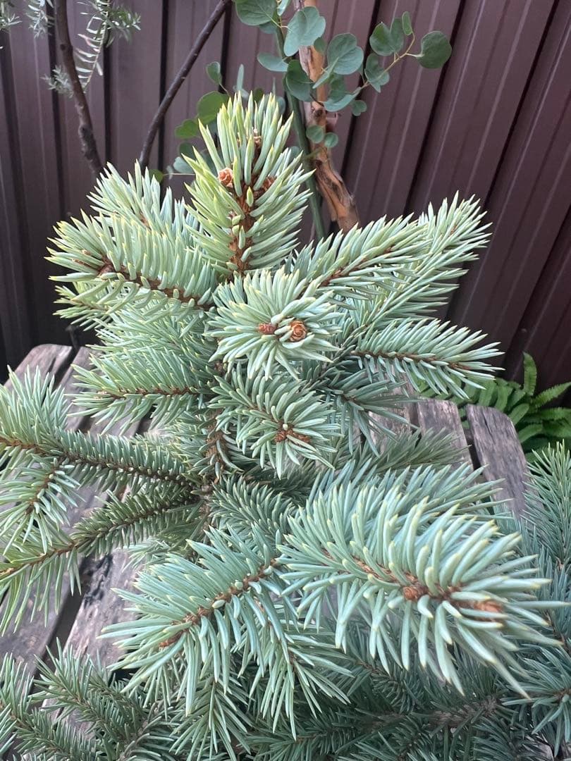 【タイムセール】ピセア・プンゲンス / 2頭 レア コロラドトウヒ 針葉樹