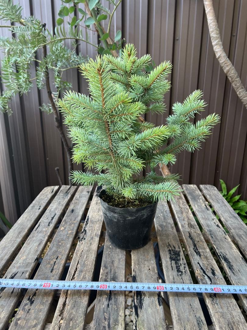 【タイムセール】ピセア・プンゲンス / 2頭 レア コロラドトウヒ 針葉樹