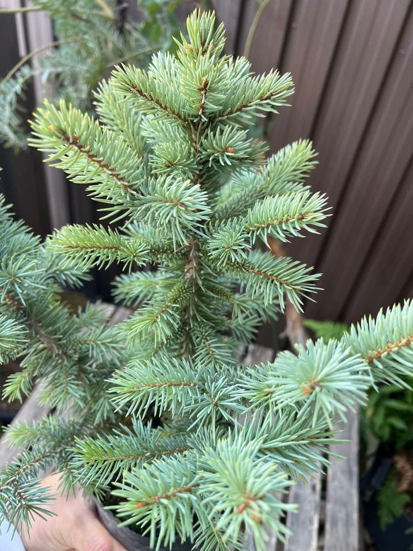 【タイムセール】ピセア・プンゲンス / 2頭 レア コロラドトウヒ 針葉樹