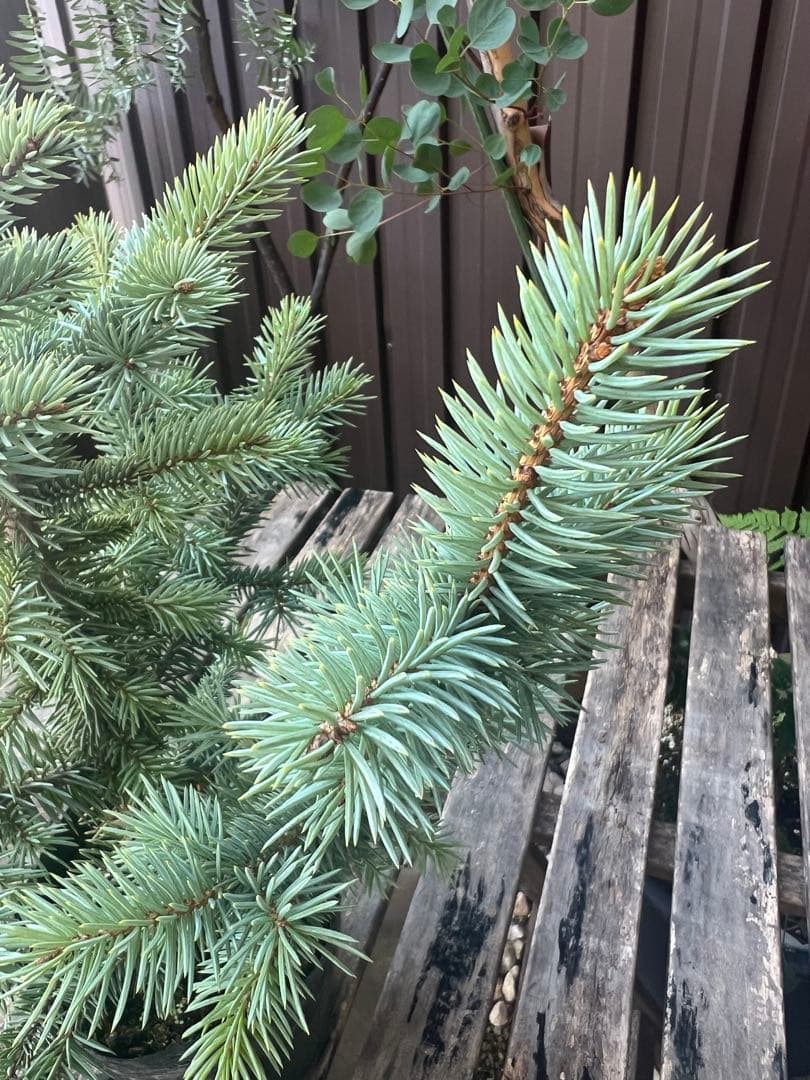 【タイムセール】ピセア・プンゲンス / 2頭 レア コロラドトウヒ 針葉樹