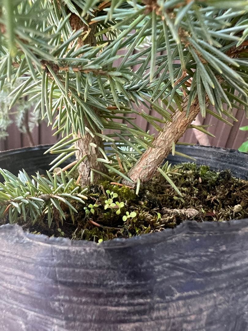 【タイムセール】ピセア・プンゲンス / 2頭 レア コロラドトウヒ 針葉樹