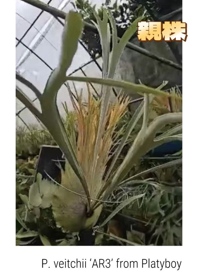 ビカクシダP.Veitchii Auburn  spore#3