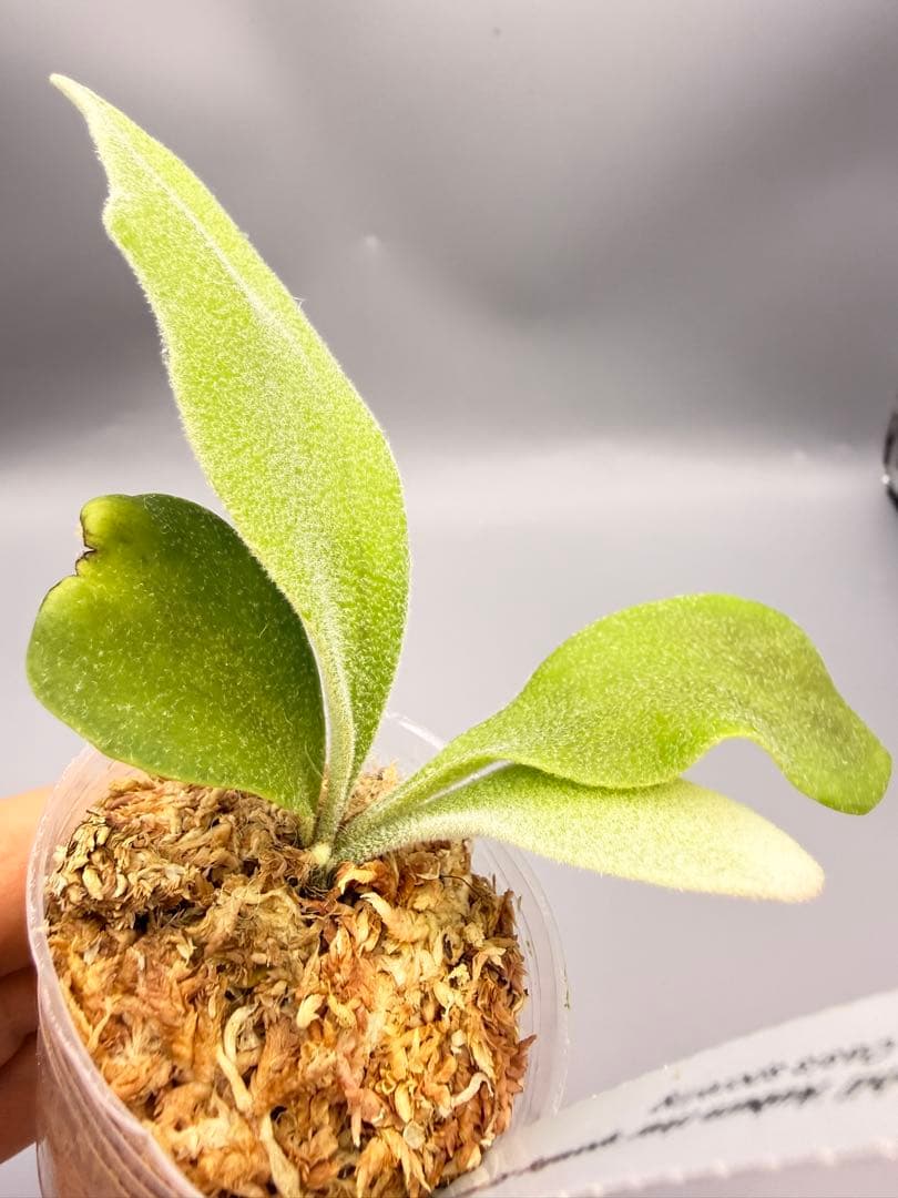 ビカクシダP.Veitchii Auburn  spore#3
