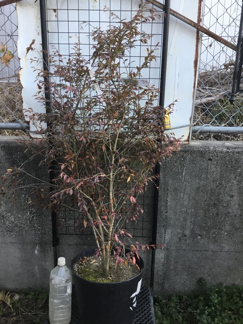 カメリアエリナ　１10センチ