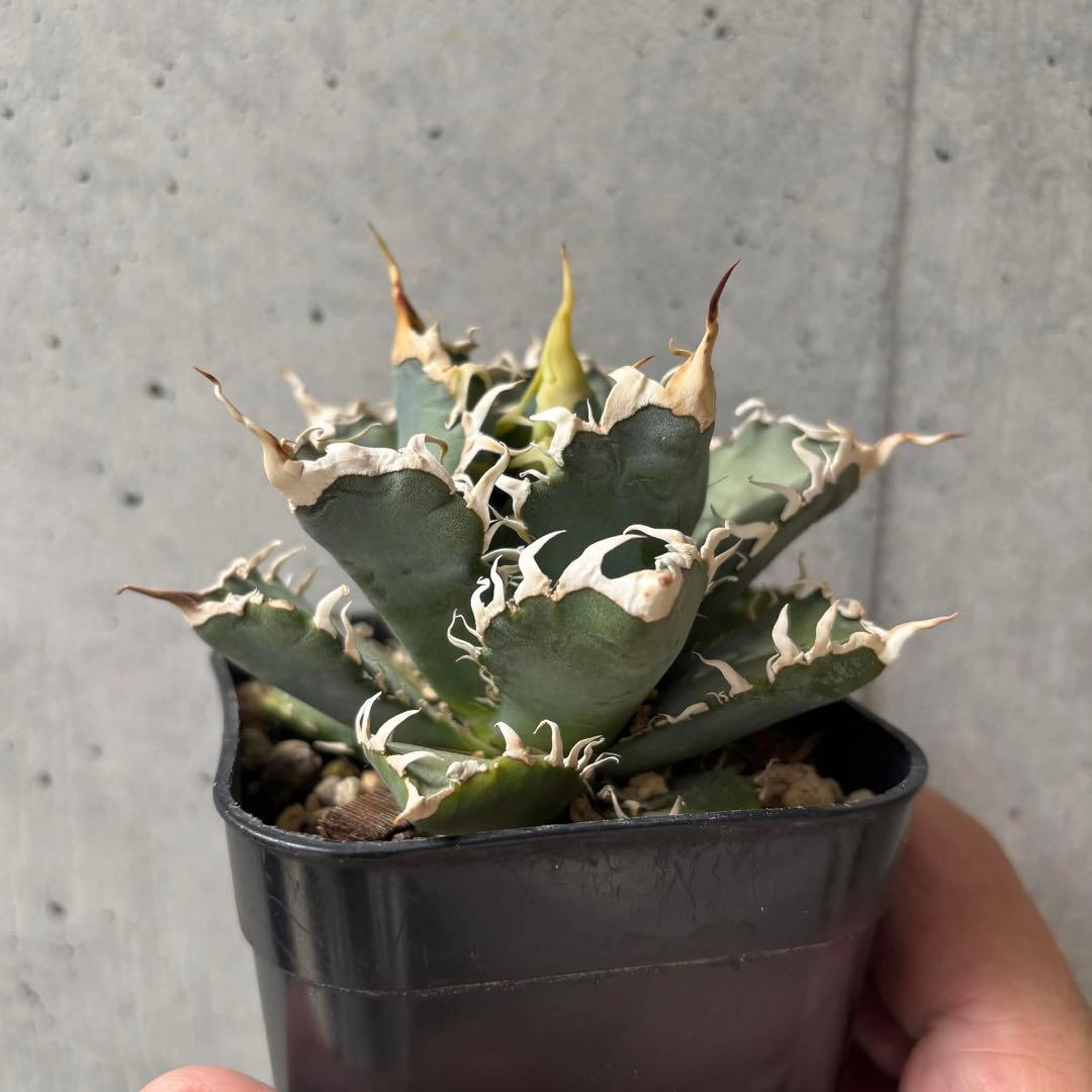 アガベ　オテロイ　実生　選抜株