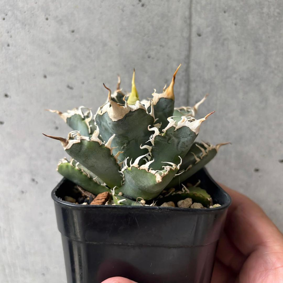 アガベ　オテロイ　実生　選抜株