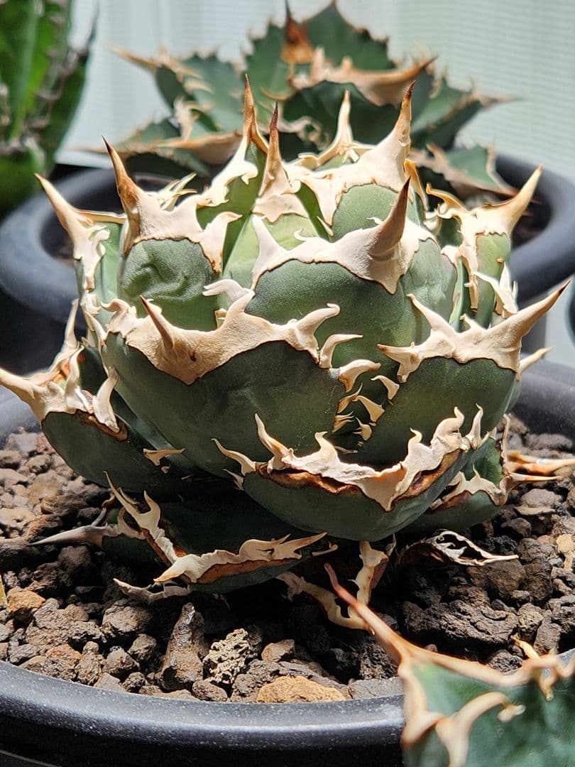 313✳1株限定✳【12.20写真更新】アガベ チタノタ インドネシア産