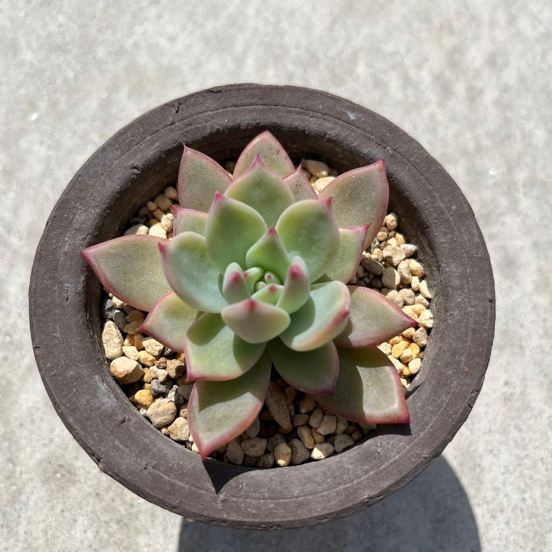 二瓶リンゼアナ