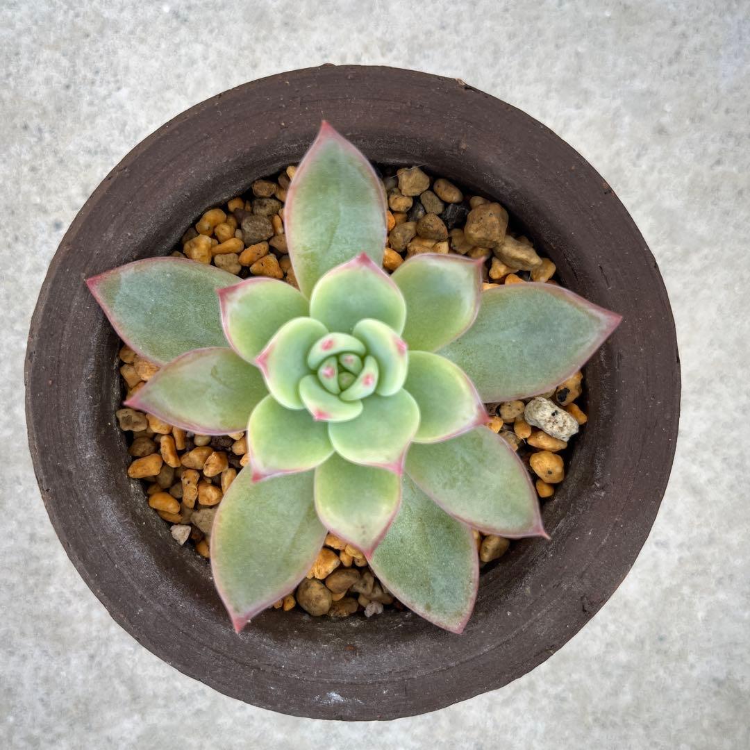 二瓶リンゼアナ