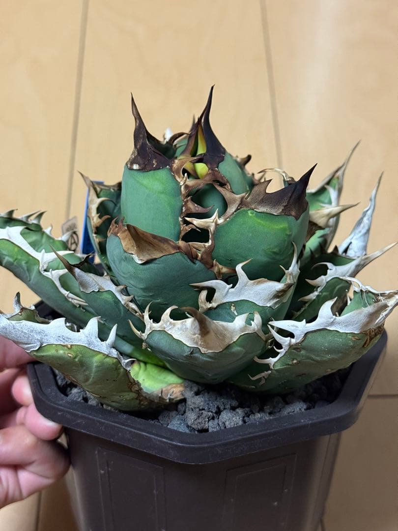 アガベ　オアハカ　オテロイ　現地株　活着済み　チタノタ　シロサイ　白鯨