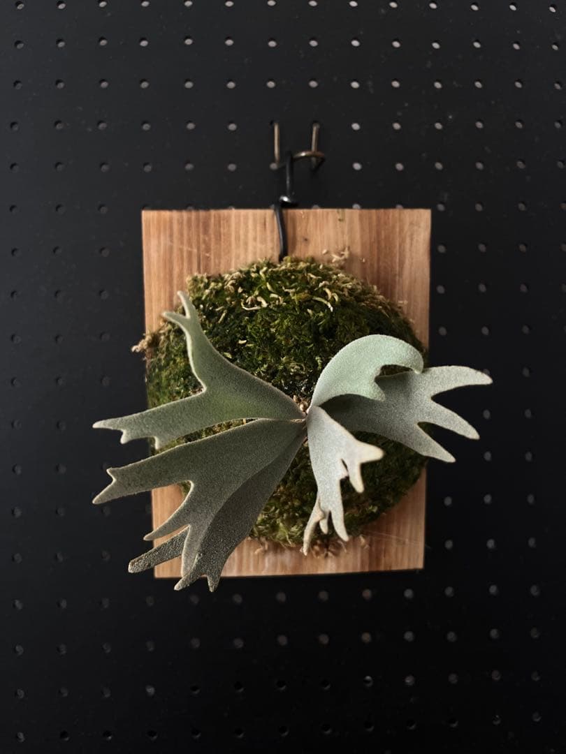 ビカクシダ Will x Veit Wild select ichitang woot OC